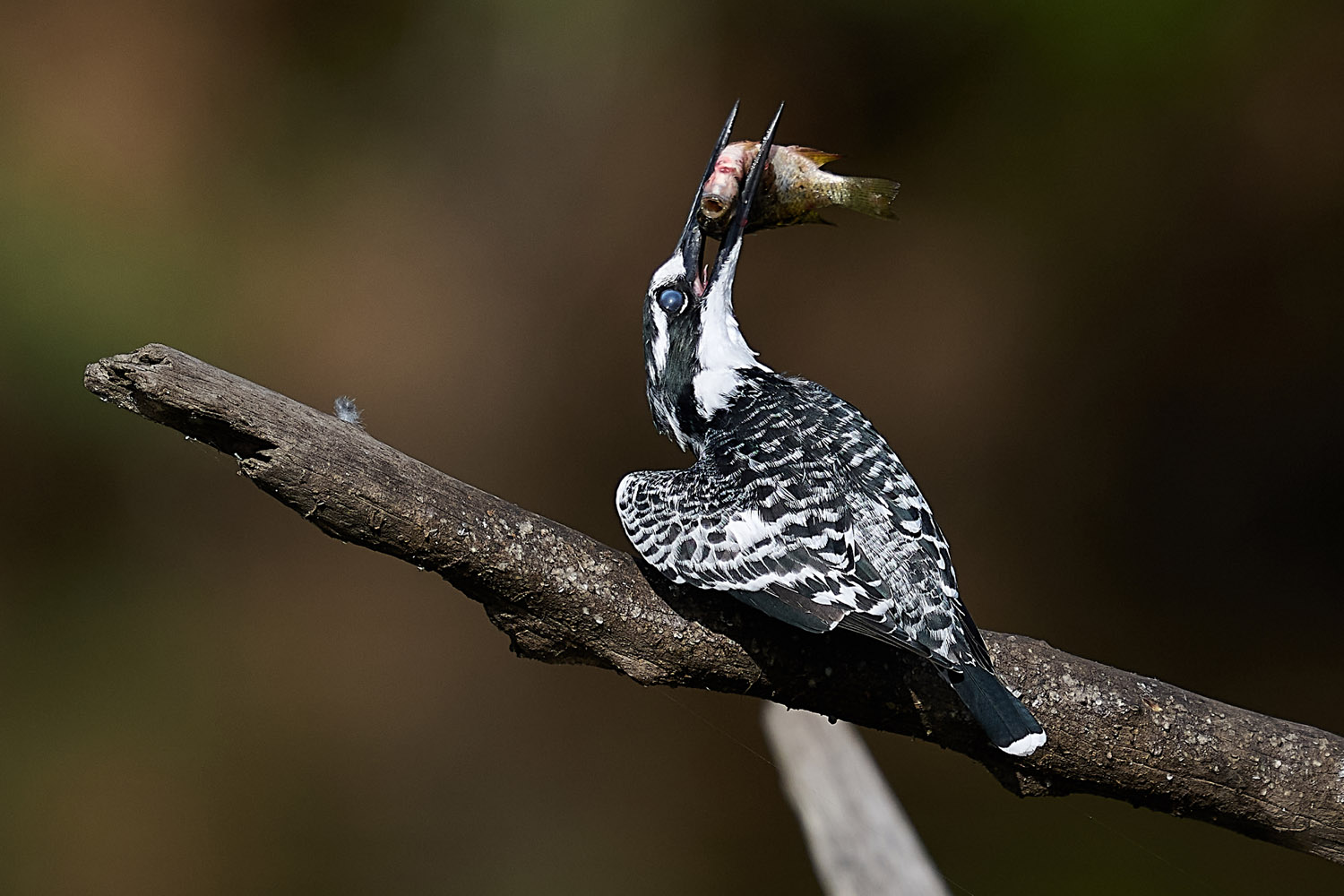 GRAUFISCHER - PIED KINGFISHER