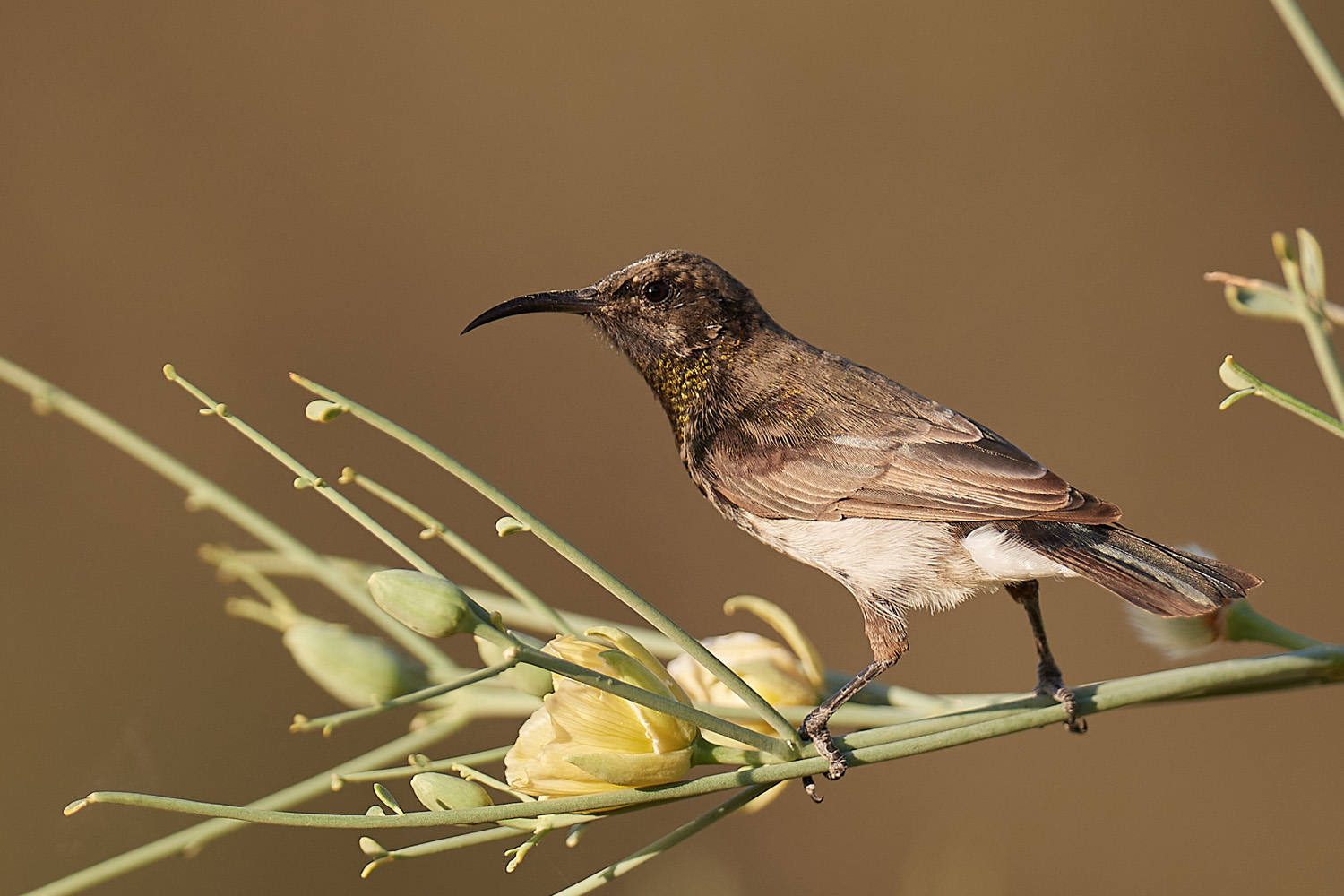 RUSSNEKTARVOGEL – DUSKY SUNBIRD