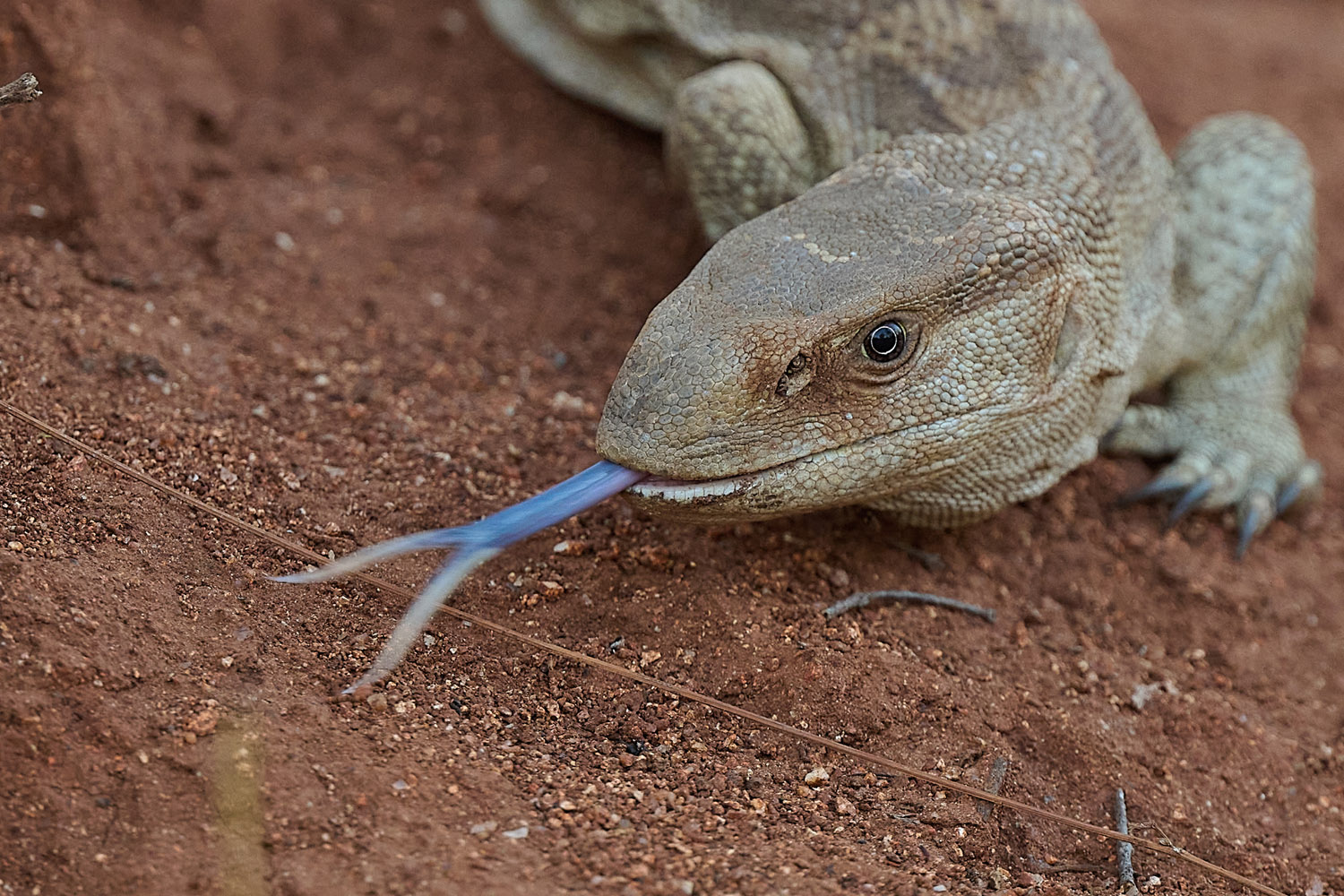 WEISSKEHLWARAN – ROCK MONITOR