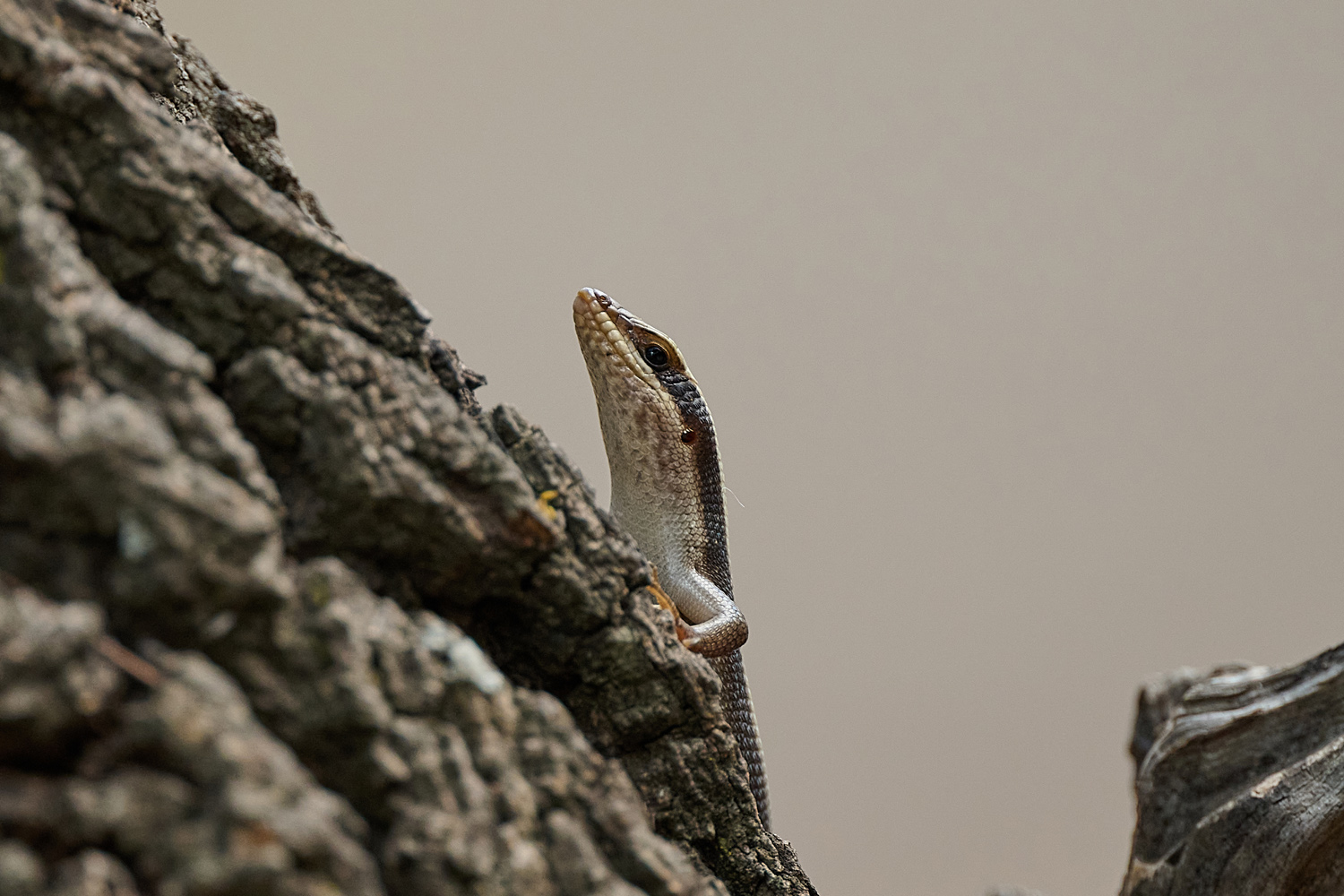 STREIFENSKINK - STRIPED SKINK