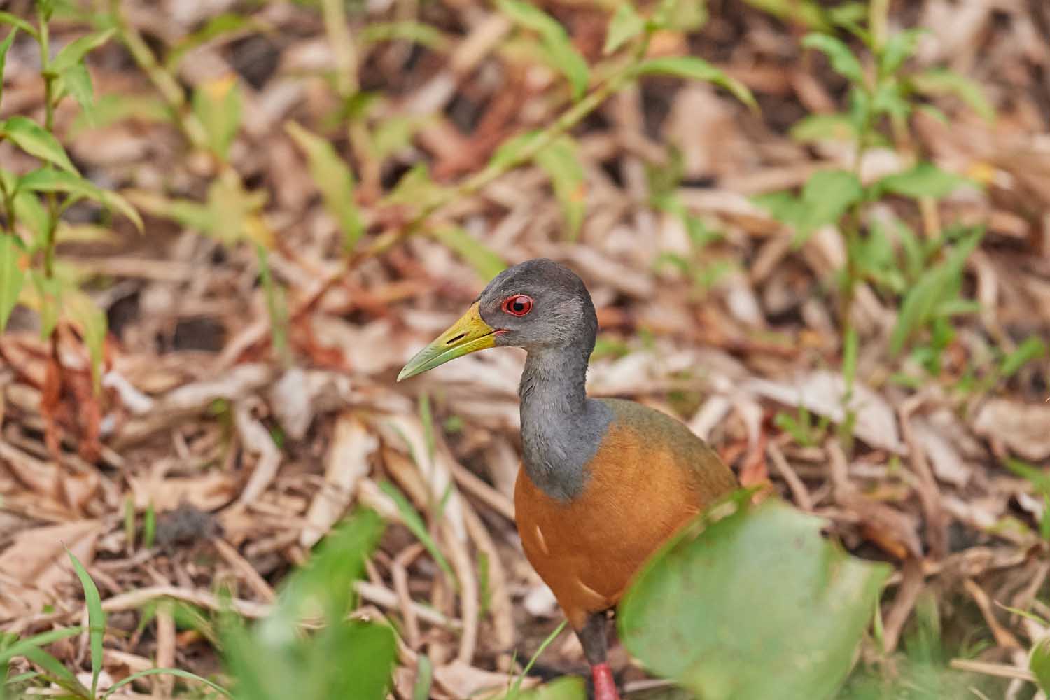 CAYENNERALLE -  GREY-NECKED WOOD RAIL