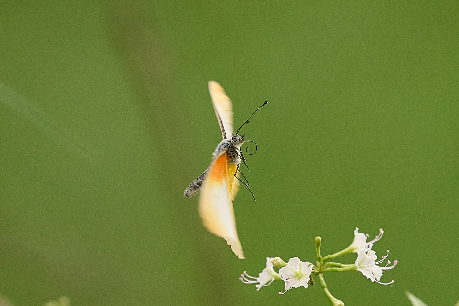 WEISSLING (PERIDAE) - COMMON DOTTED BORDER