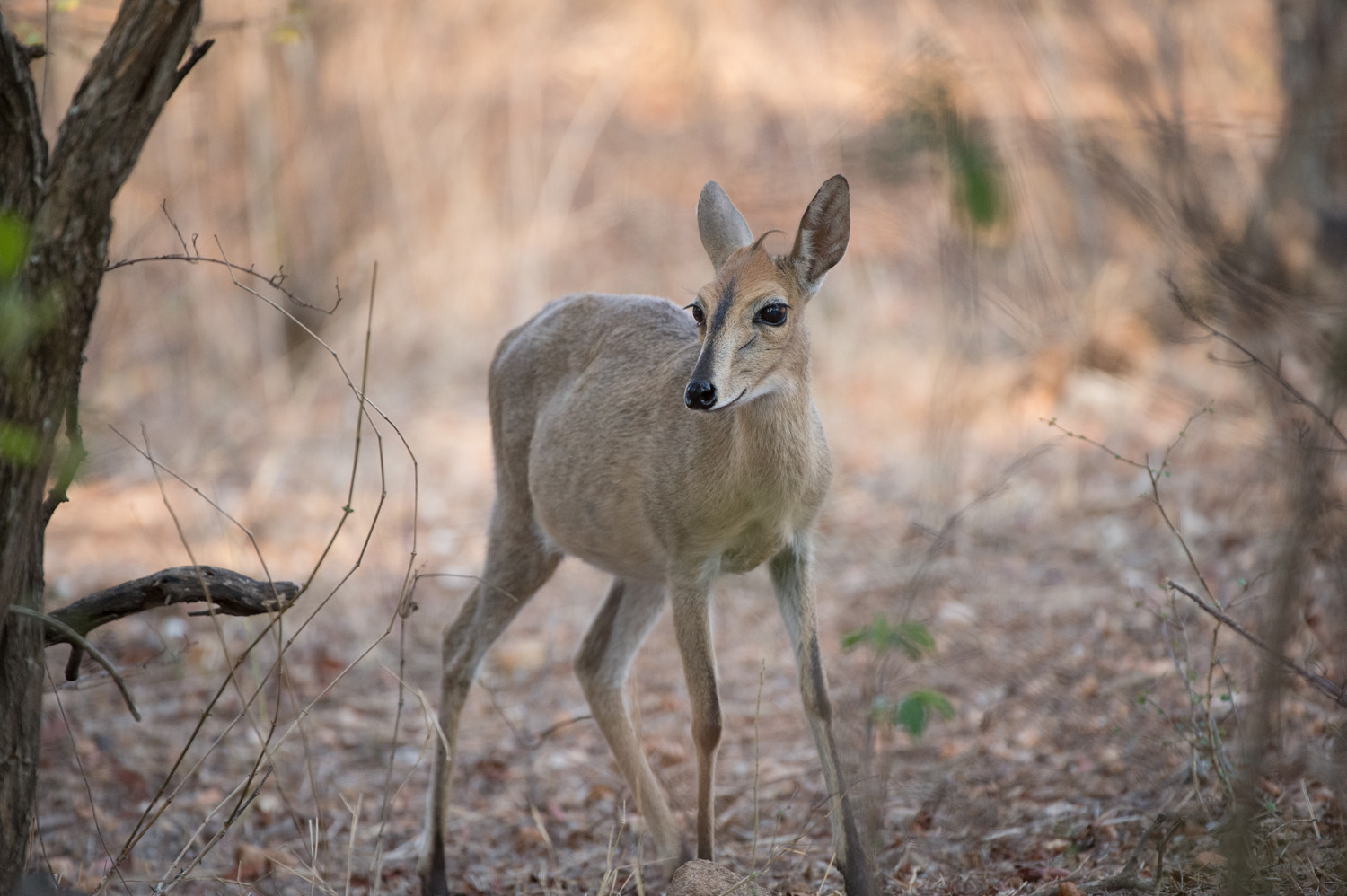 KRONENDUCKER – COMMON DUIKER