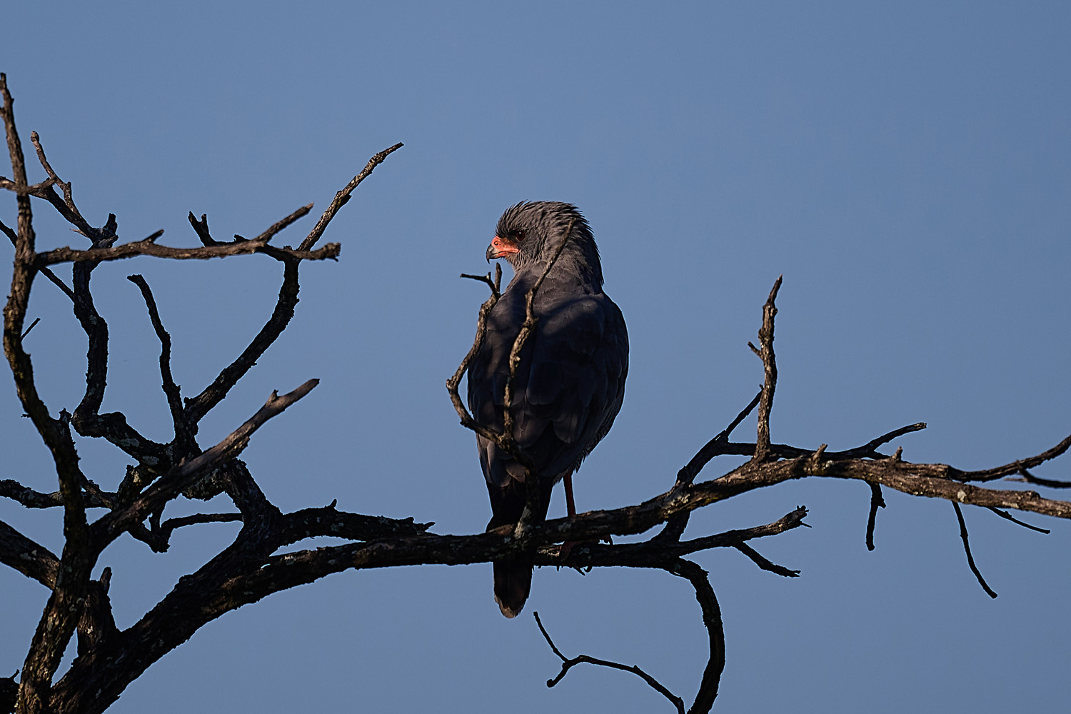 GRAUBÜRZEL-SINGHABICHT - DARK CHANTING GOSHAWK
