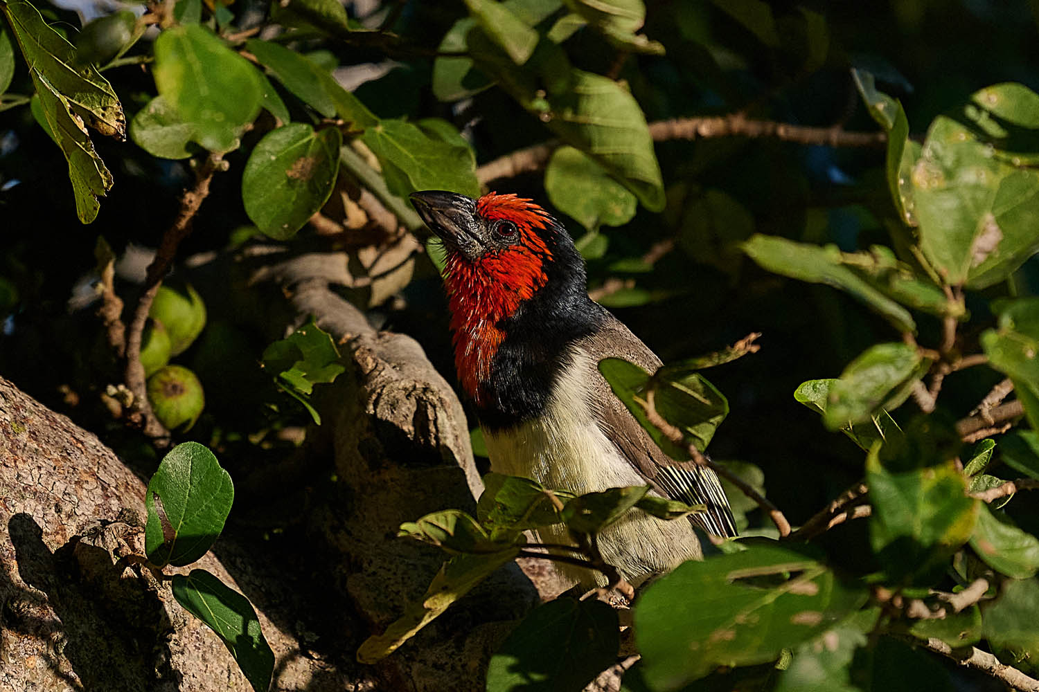 HALSBAND-BARTVOGEL - BLACK-COLLARED BARBET