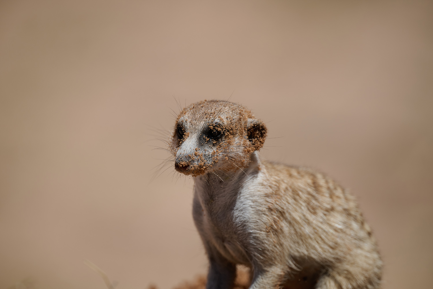 ERDMÄNNCHEN - MEERKAT