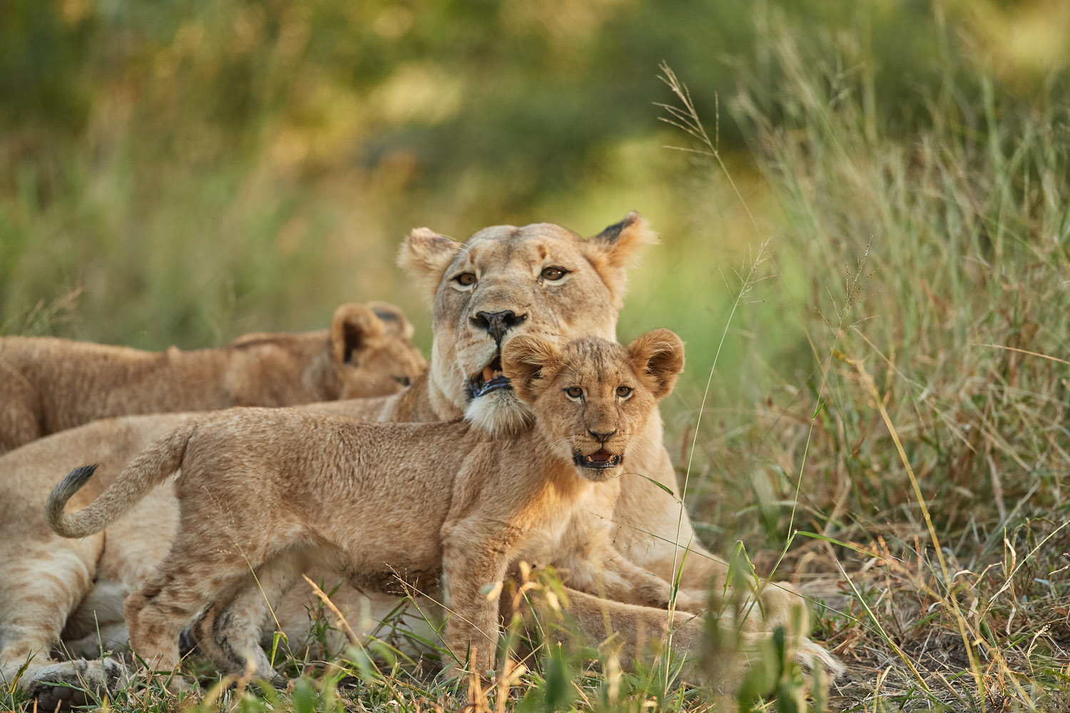 LÖWE - LION