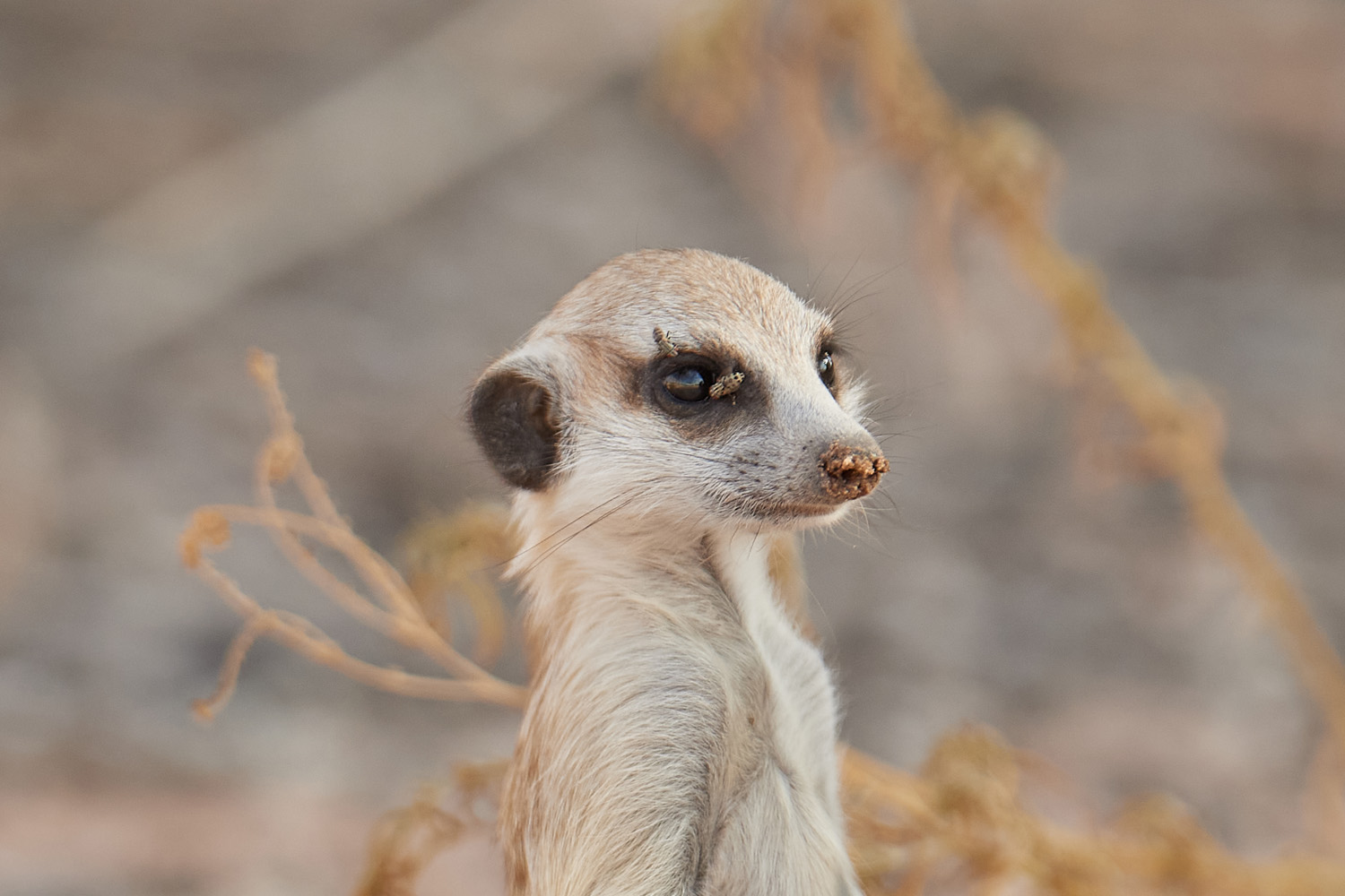 ERDMÄNNCHEN - MEERKAT