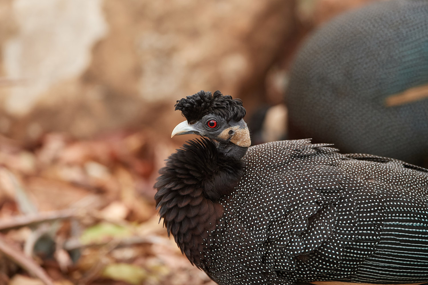 HAUBENPERLHUHN – CRESTED GUINEAFOWL