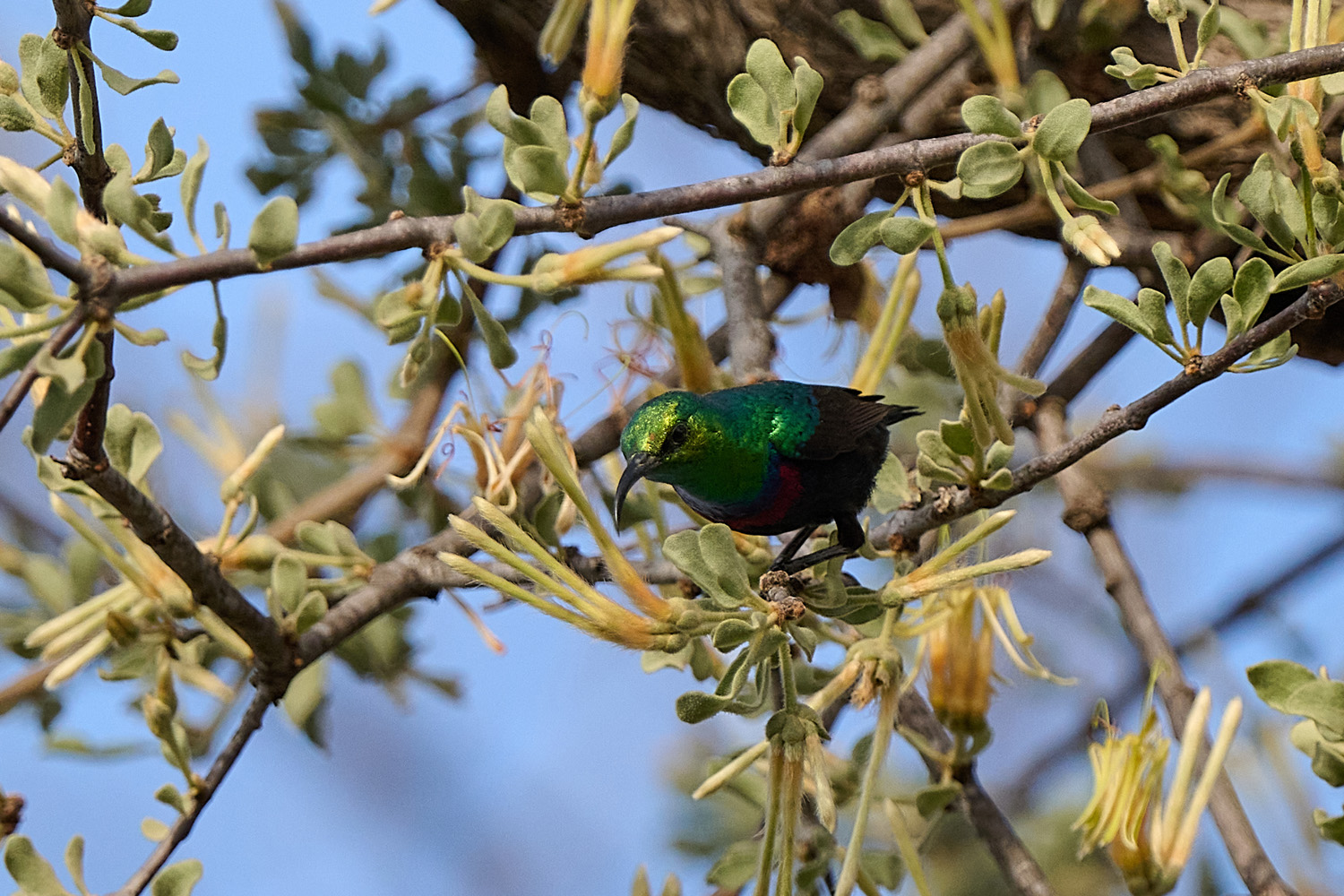 BINDENNEKTARVOGEL – MARICO SUNBIRD