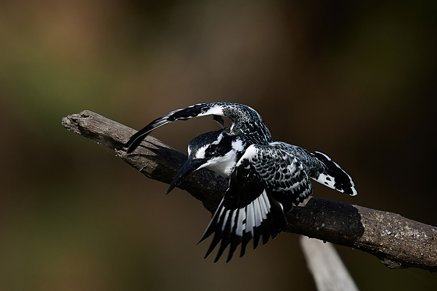 GRAUFISCHER - PIED KINGFISHER