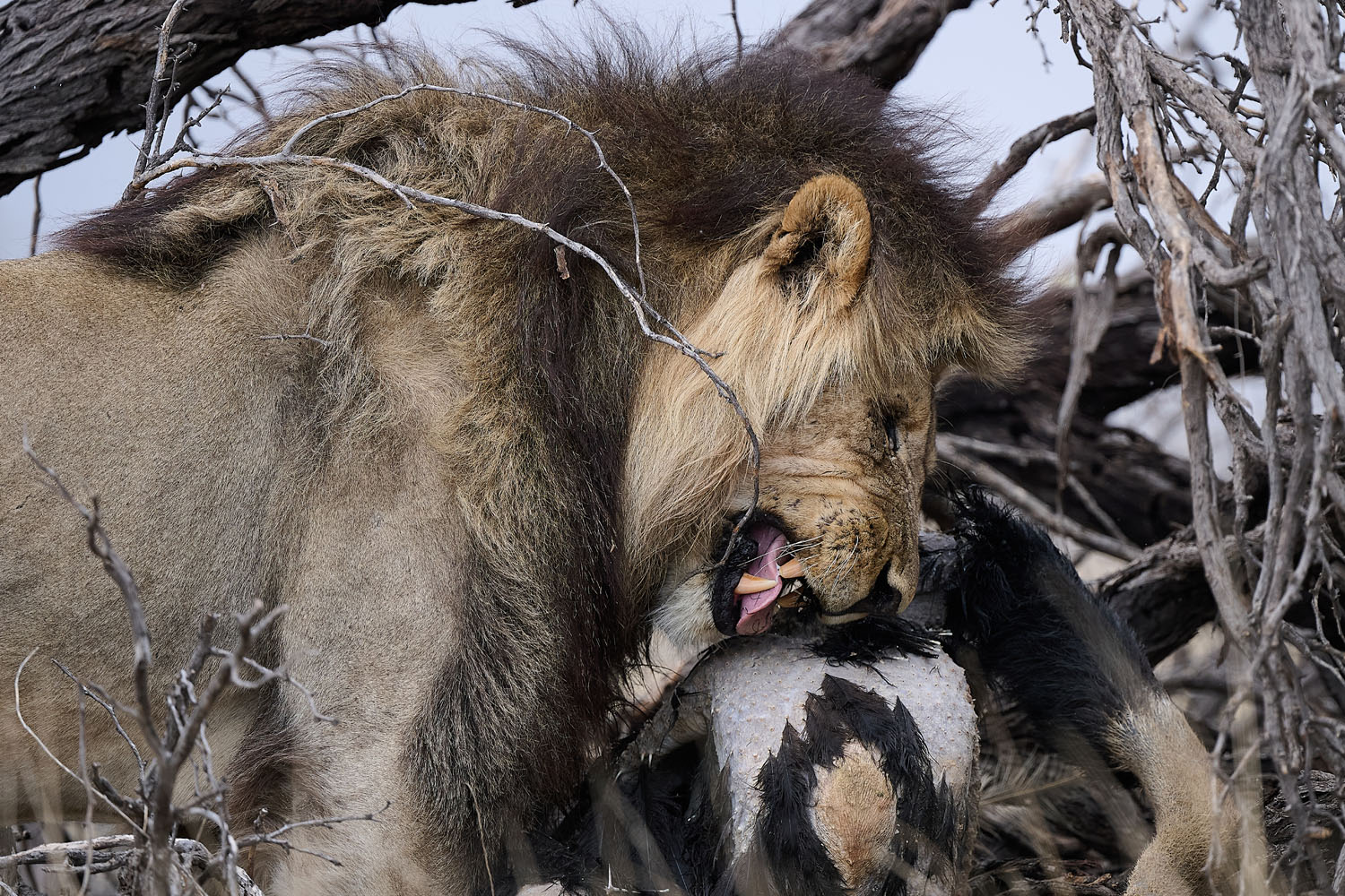 LÖWE - LION