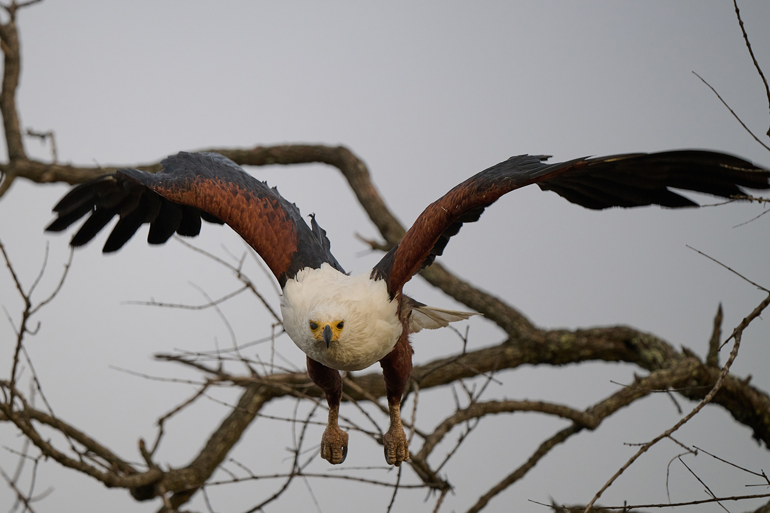 SCHREISEEADLER - AFRICAN FISH EAGLE
