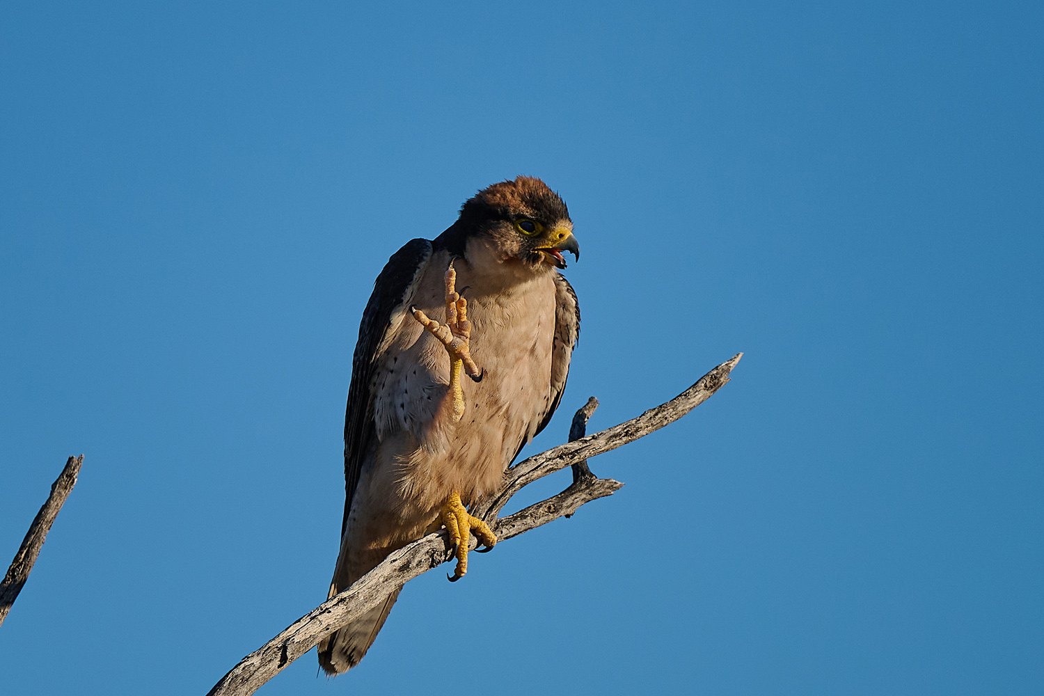 LANNERFALKE – LANNER FALCON