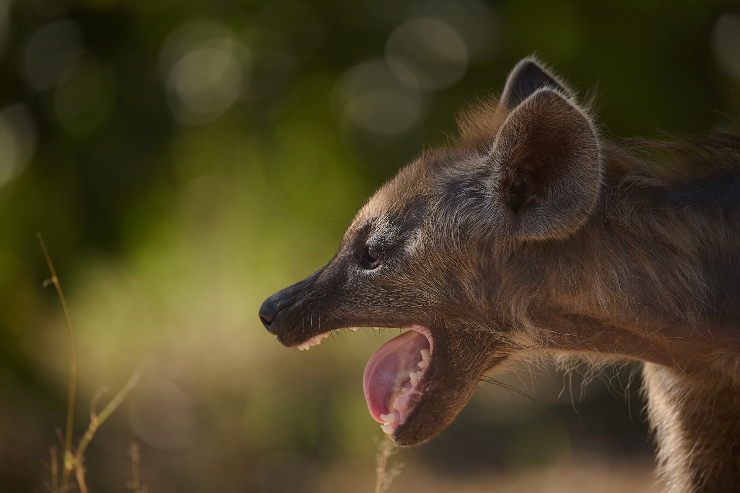 TÜPFELHYÄNE – SPOTTED HYENA