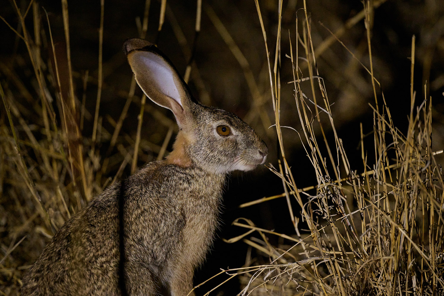 BUSCHHASE – SCRUB HARE