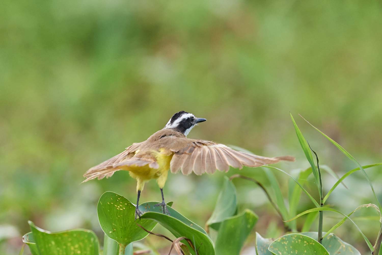 SCHWEFELTYRANN – GREAT KISKADEE