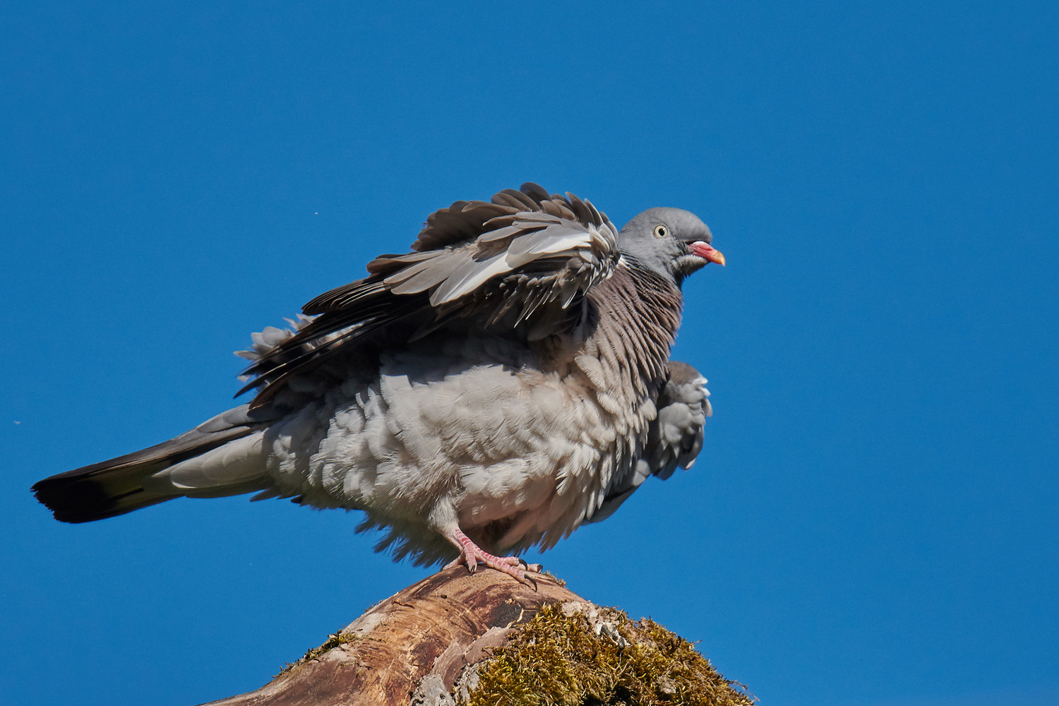 RINGELTAUBE - WOODPIGEON