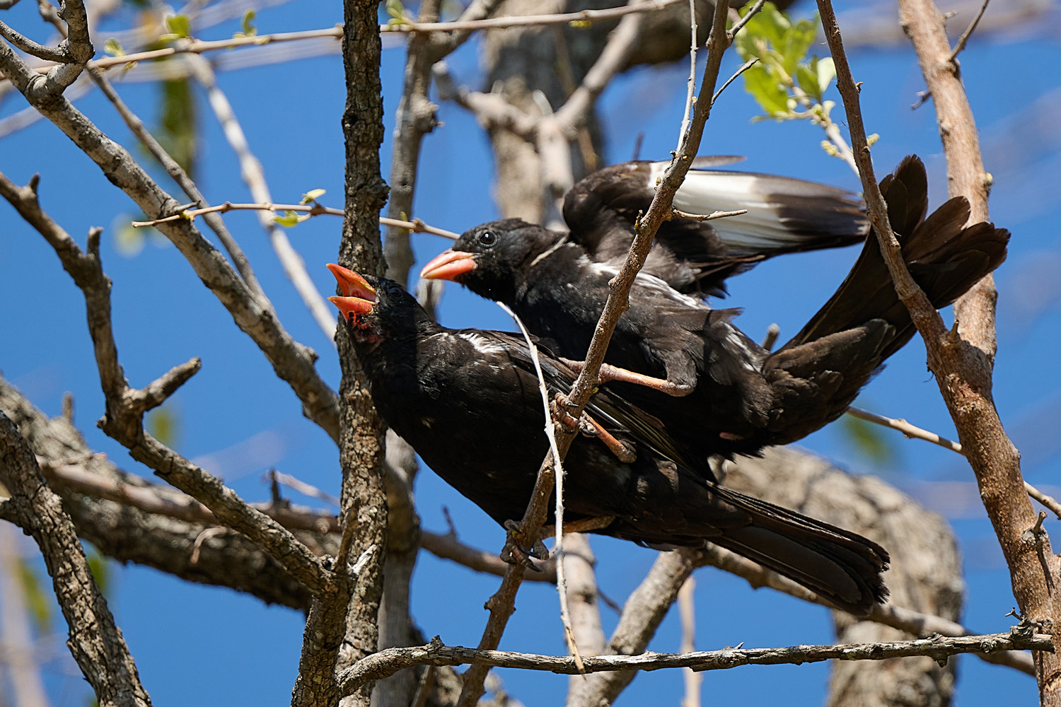 BÜFFELWEBER - RED-BILLED BUFFALO WEAVER