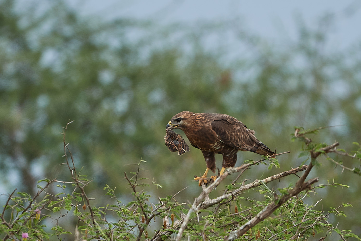 SCHMAROTZERMILAN – YELLOW-BILLED KITE