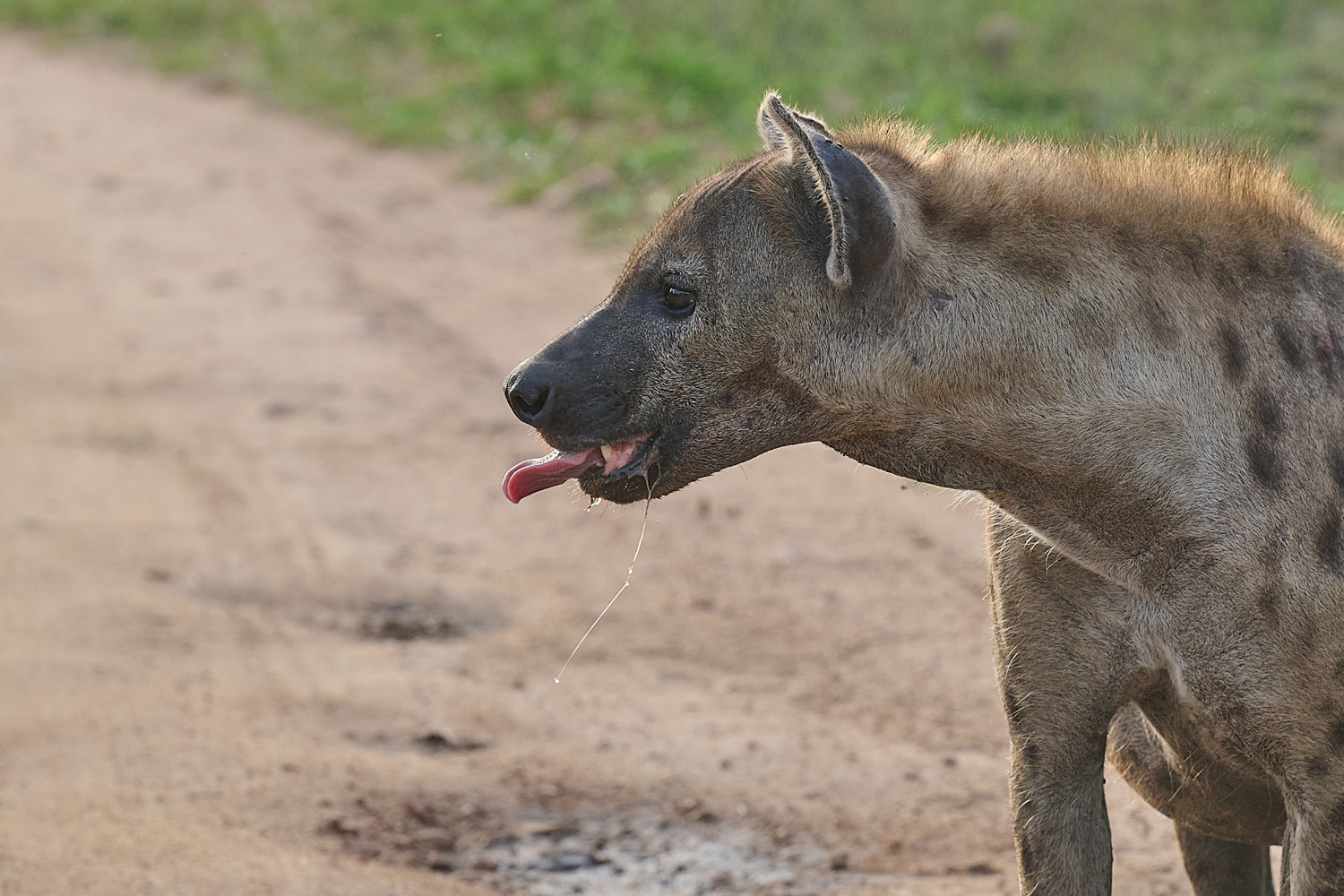 TÜPFELHYÄNE – SPOTTED HYENA