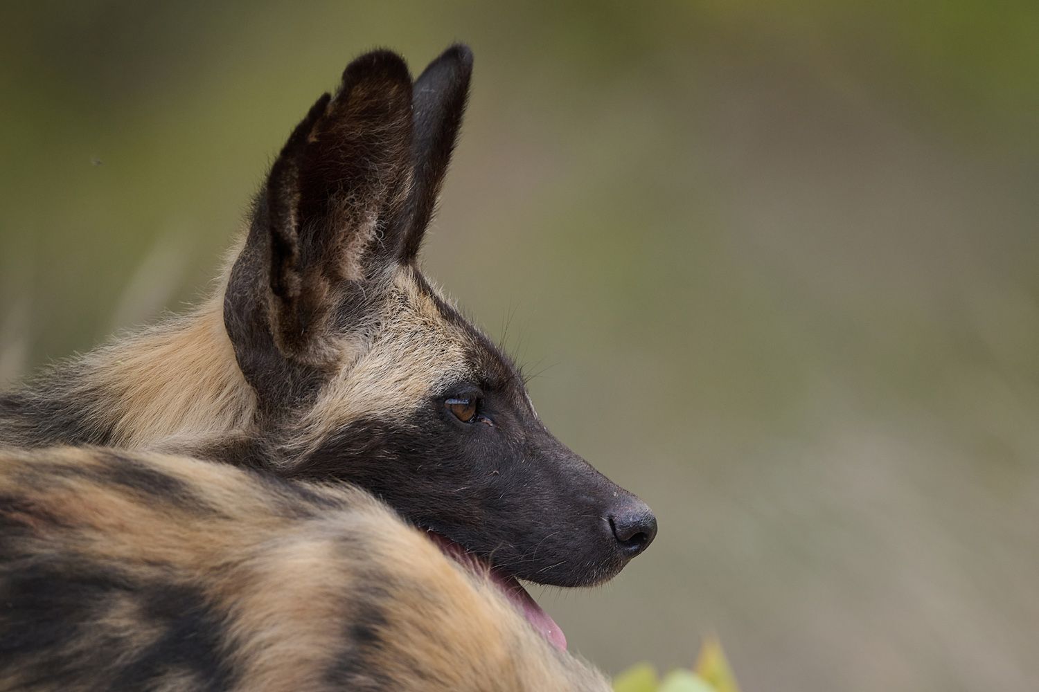 WILDHUND - WILD DOG