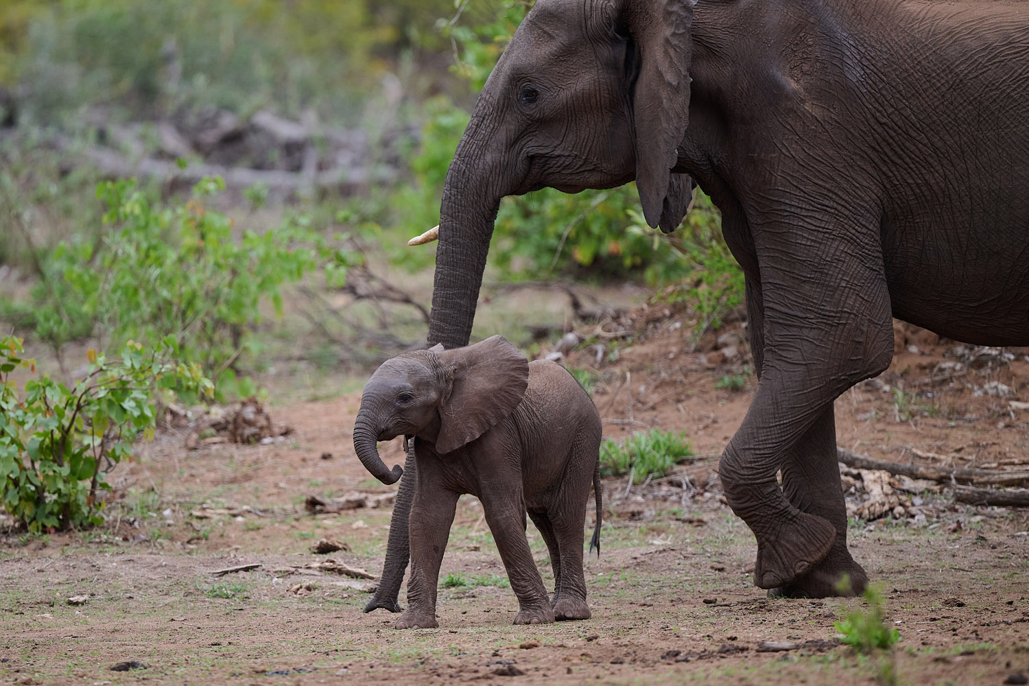 ELEFANT - ELEPHANT