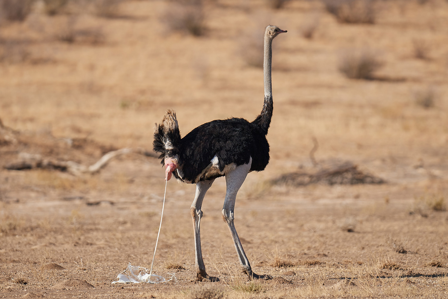 STRAUSS – OSTRICH