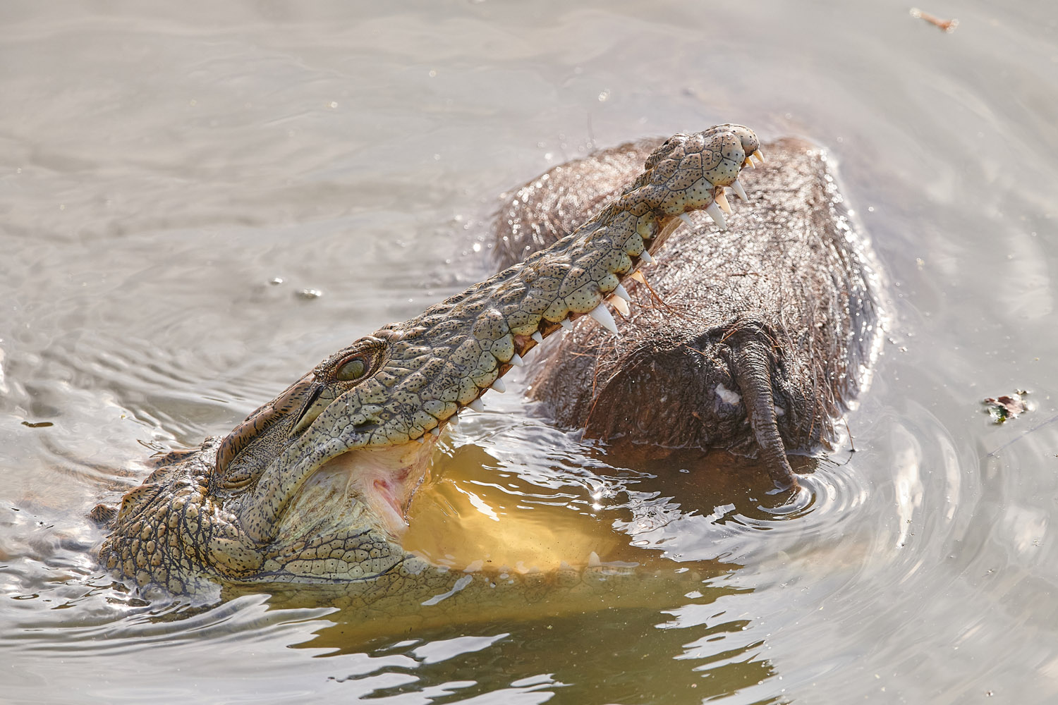 NILKROKODIL mit Warzenschwein-Kadaver - CROCODILE