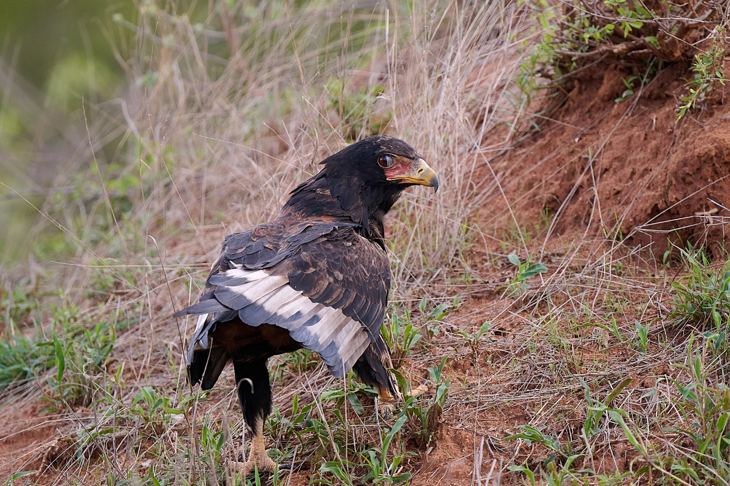 GAUKLER – BATELEUR