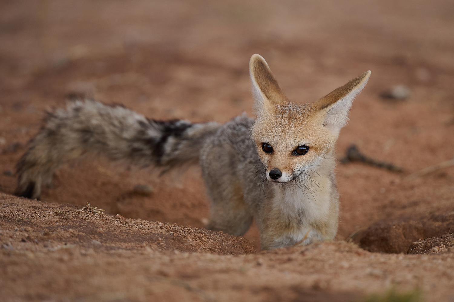 KAPFUCHS – CAPE FOX