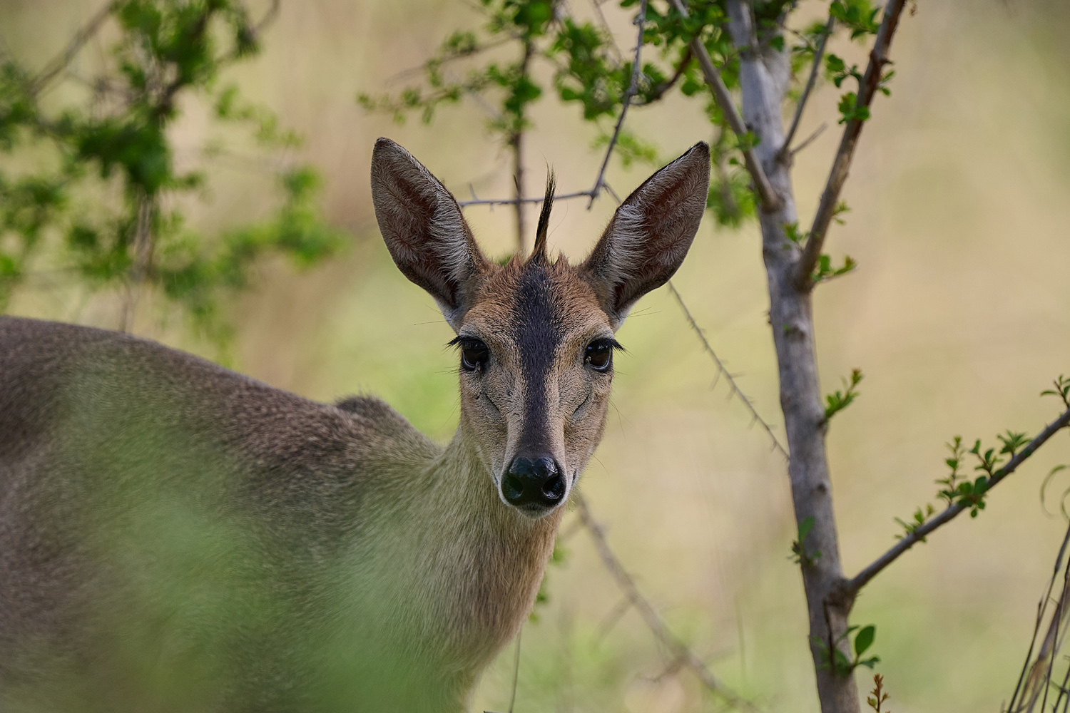 KRONENDUCKER – COMMON DUIKER