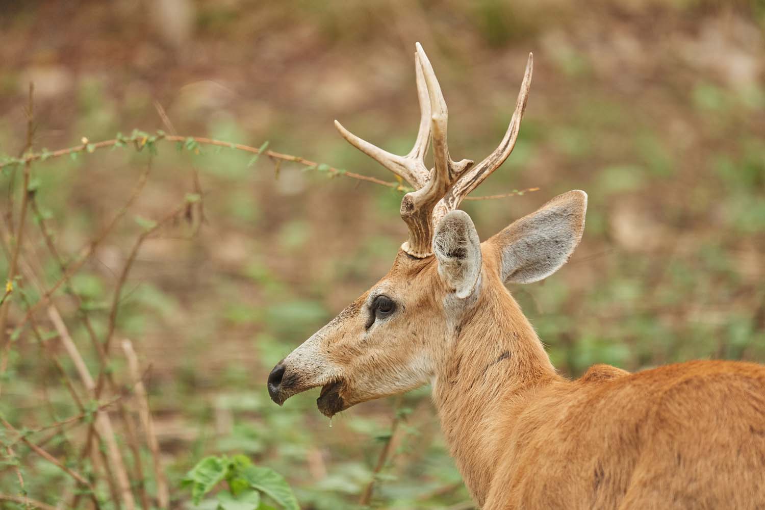 SUMPFHIRSCH – MARSH DEER
