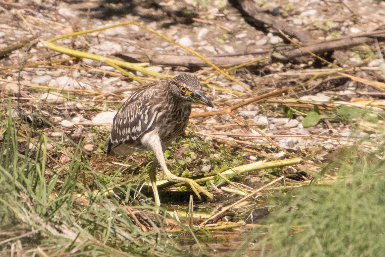 NACHTREIHER - NIGHT HERON