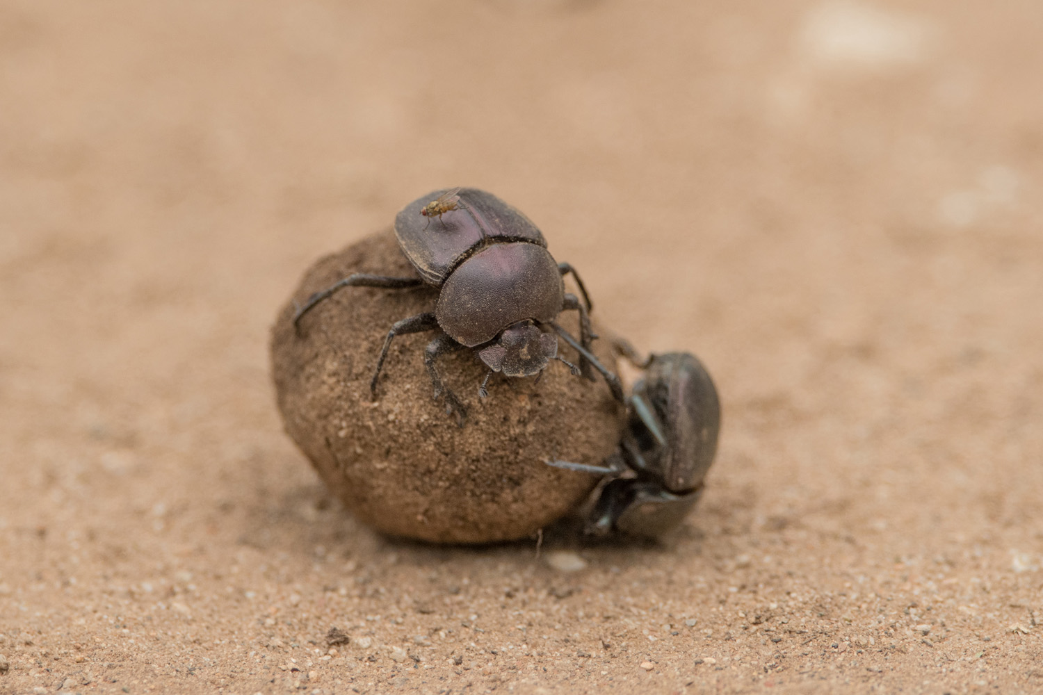 MISTKÄFER - DUNG BEETLE