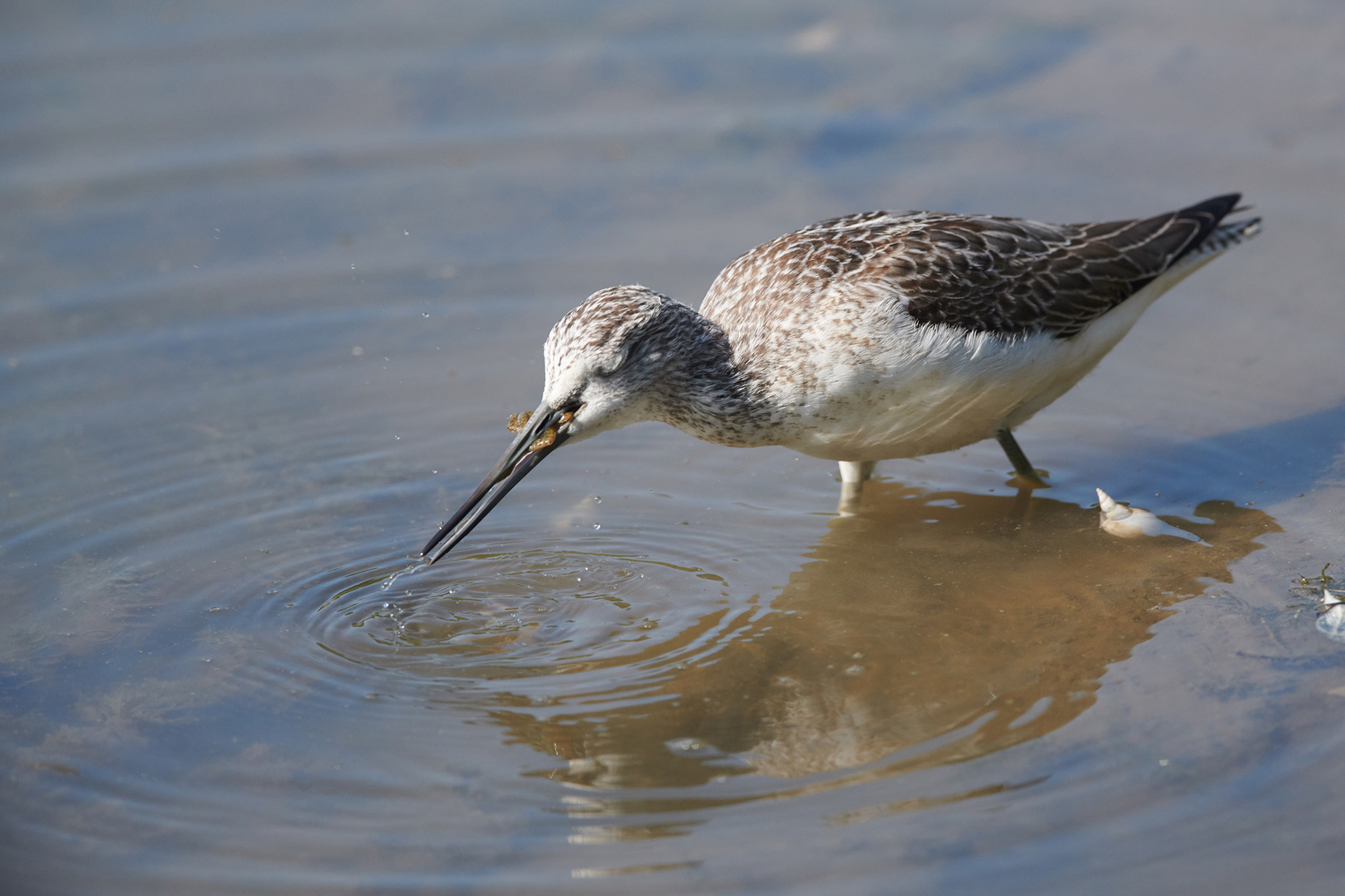 BRUCHWASSERLÄUFER – WOOD SANDPIPER