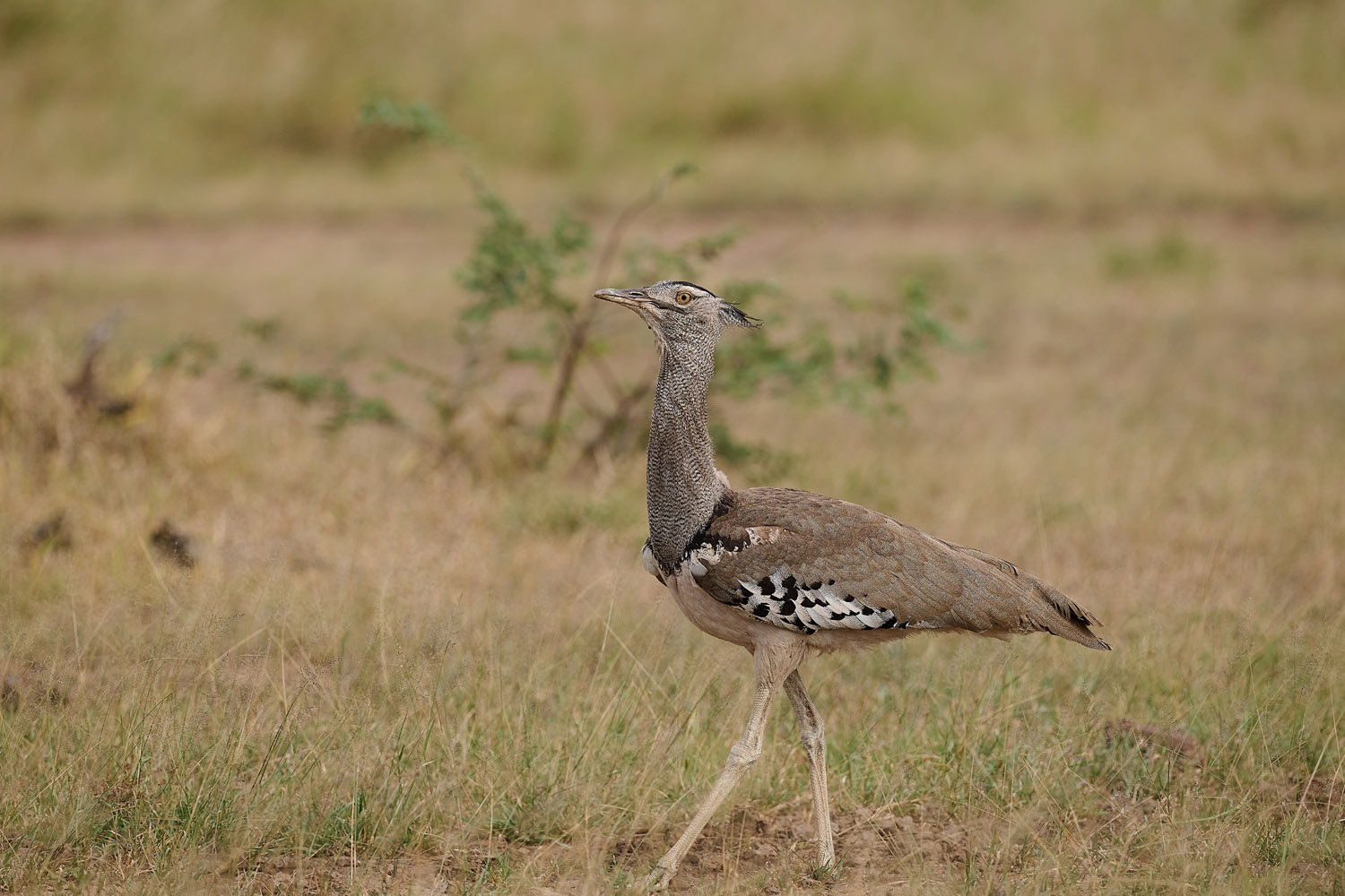 RIESENTRAPPE - KORI BUSTARD