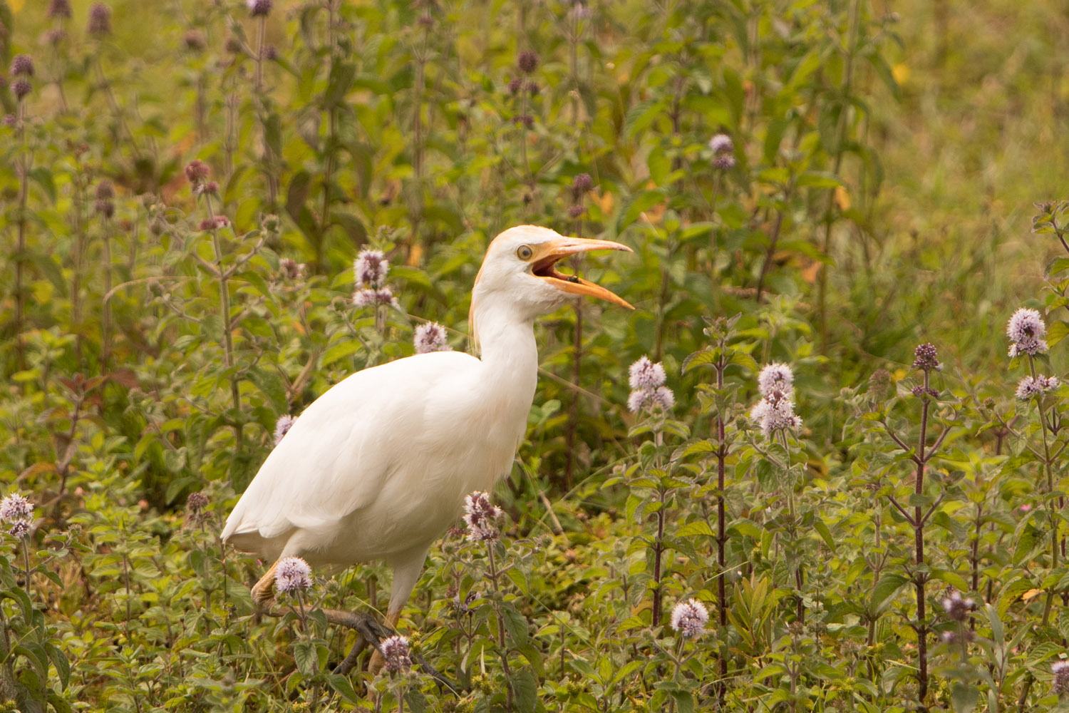 KUHREIHER - CATTLE EGRET