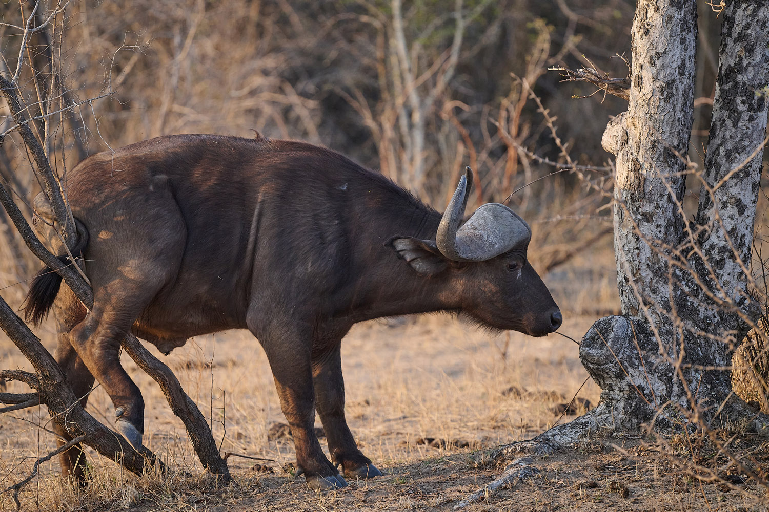 KAPBÜFFEL - CAPE BUFFALO
