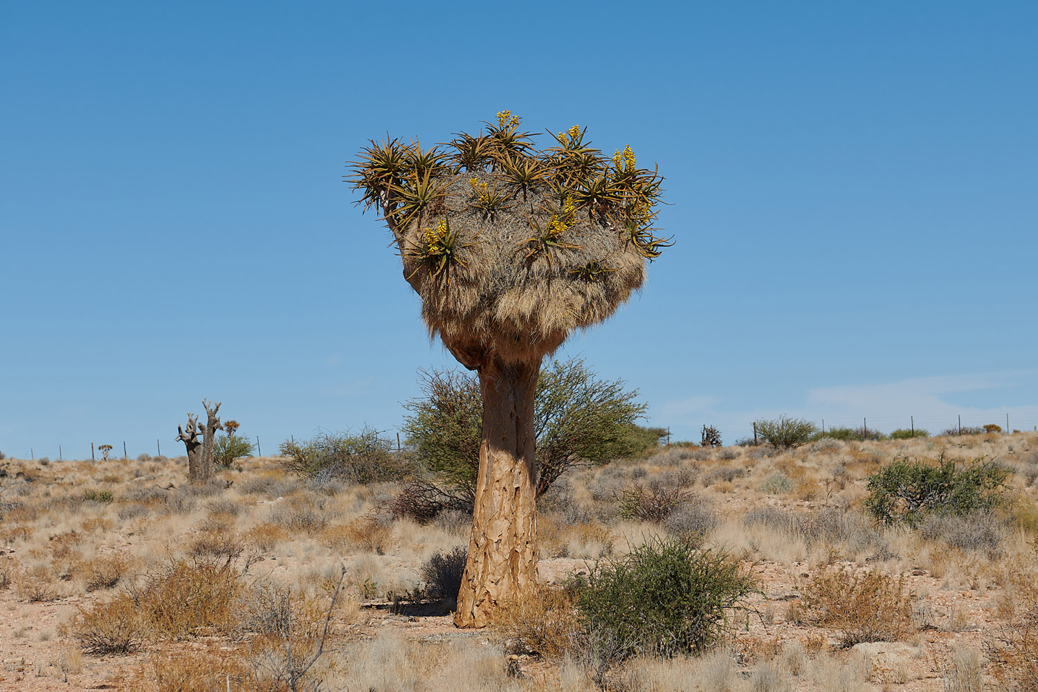 KÖCHERBAUM - QUIVER TREE