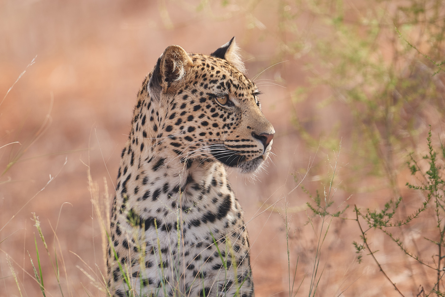 LEOPARD
