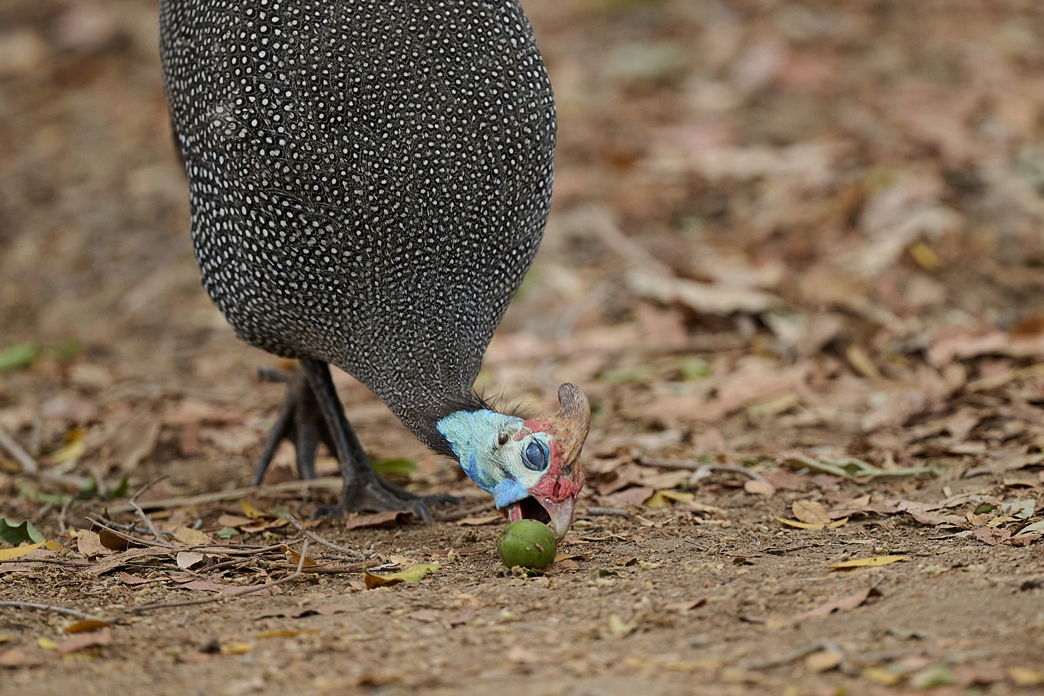 HELMPERLHUHN - HELMETED GUINEAFOWL