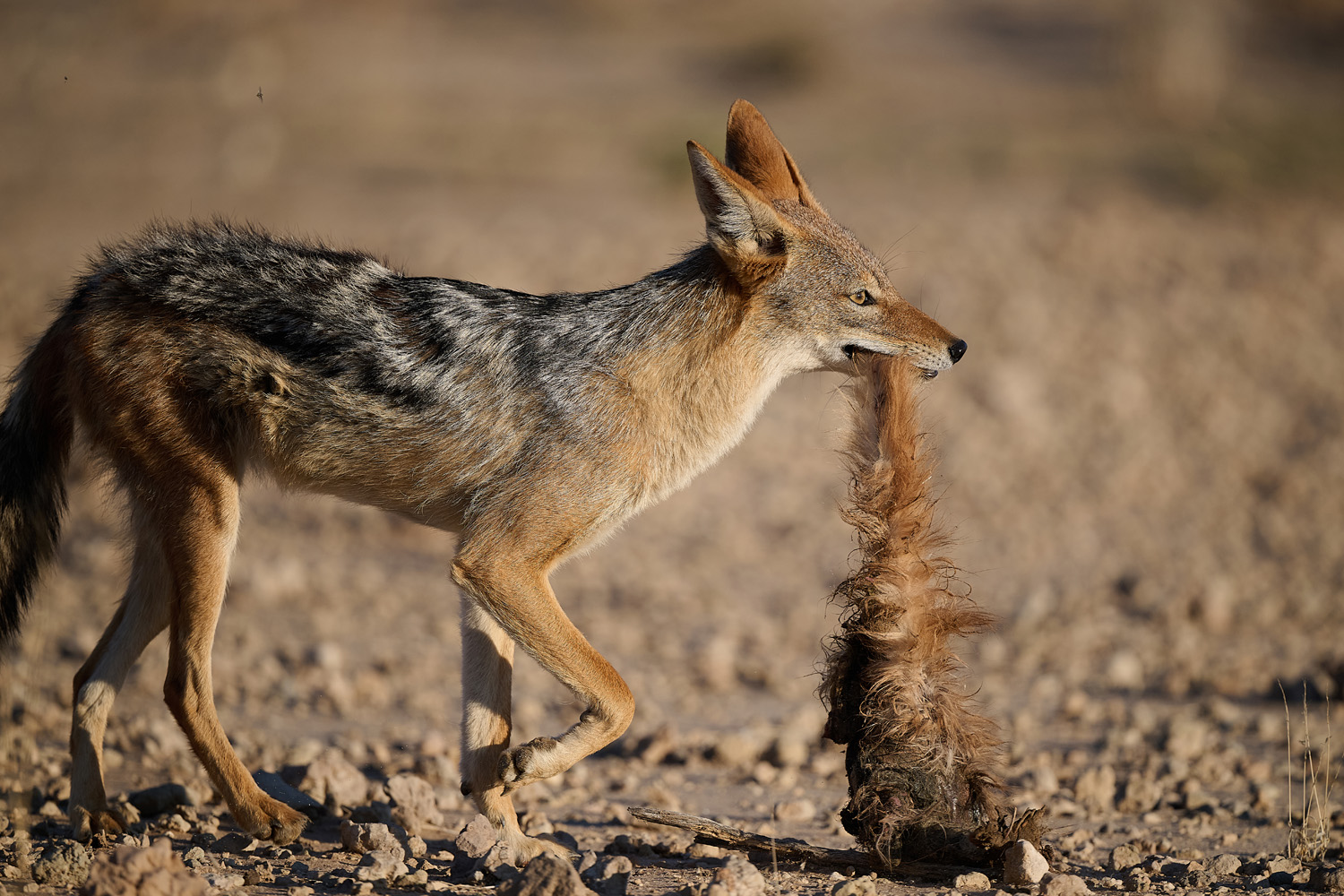 SCHABRACKENSCHAKAL - BLACK-BACKED JACKAL
