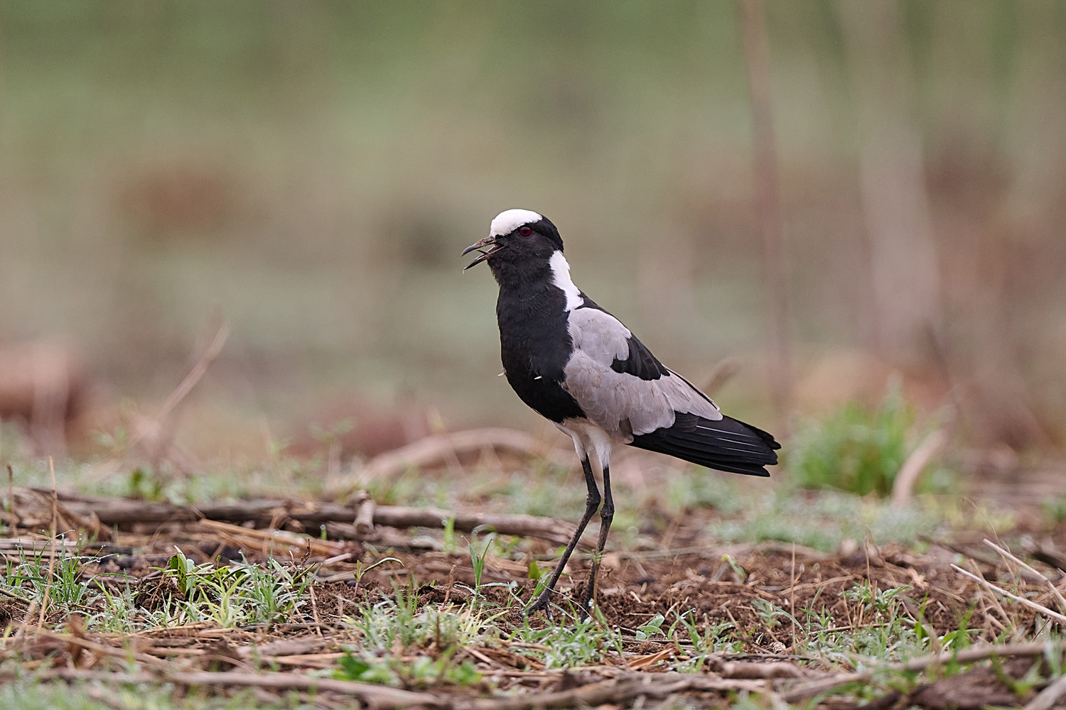 WAFFENKIEBITZ - BLACKSMITH LAPWING