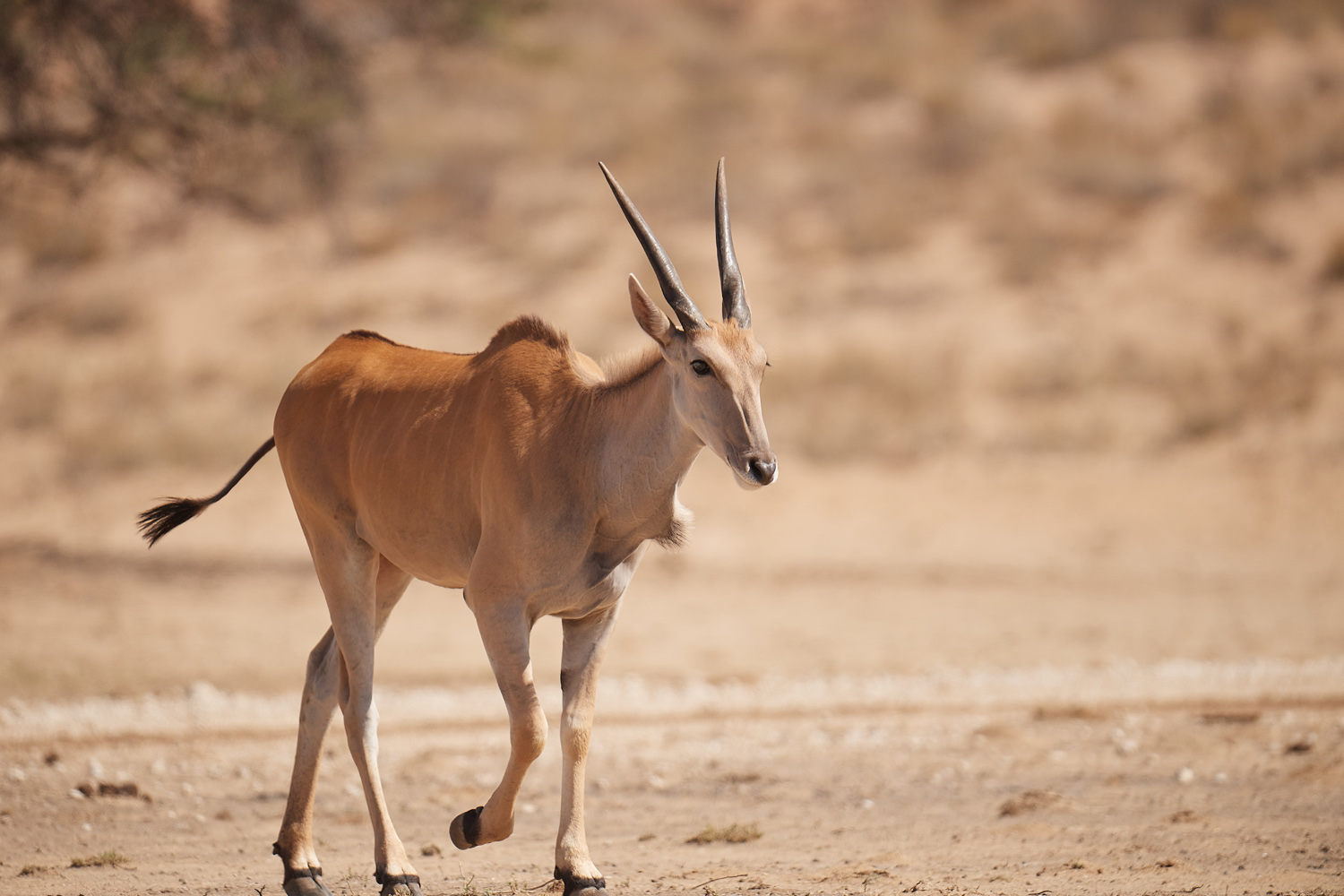 ELENANTILOPE - ELAND