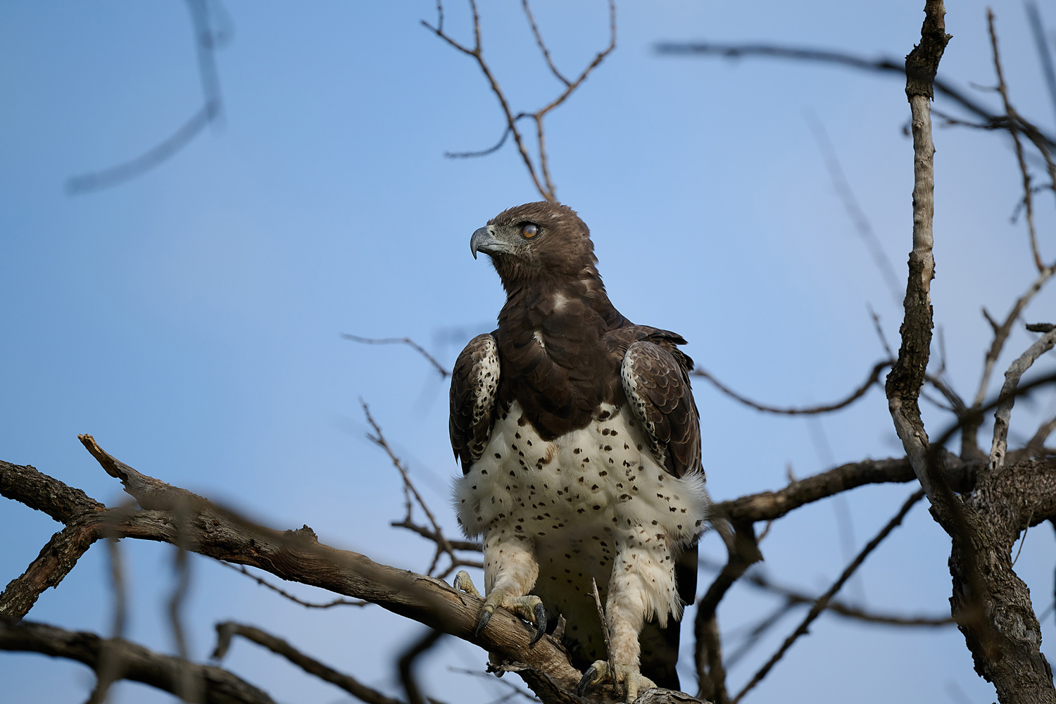 KAMPFADLER - MARTIAL EAGLE
