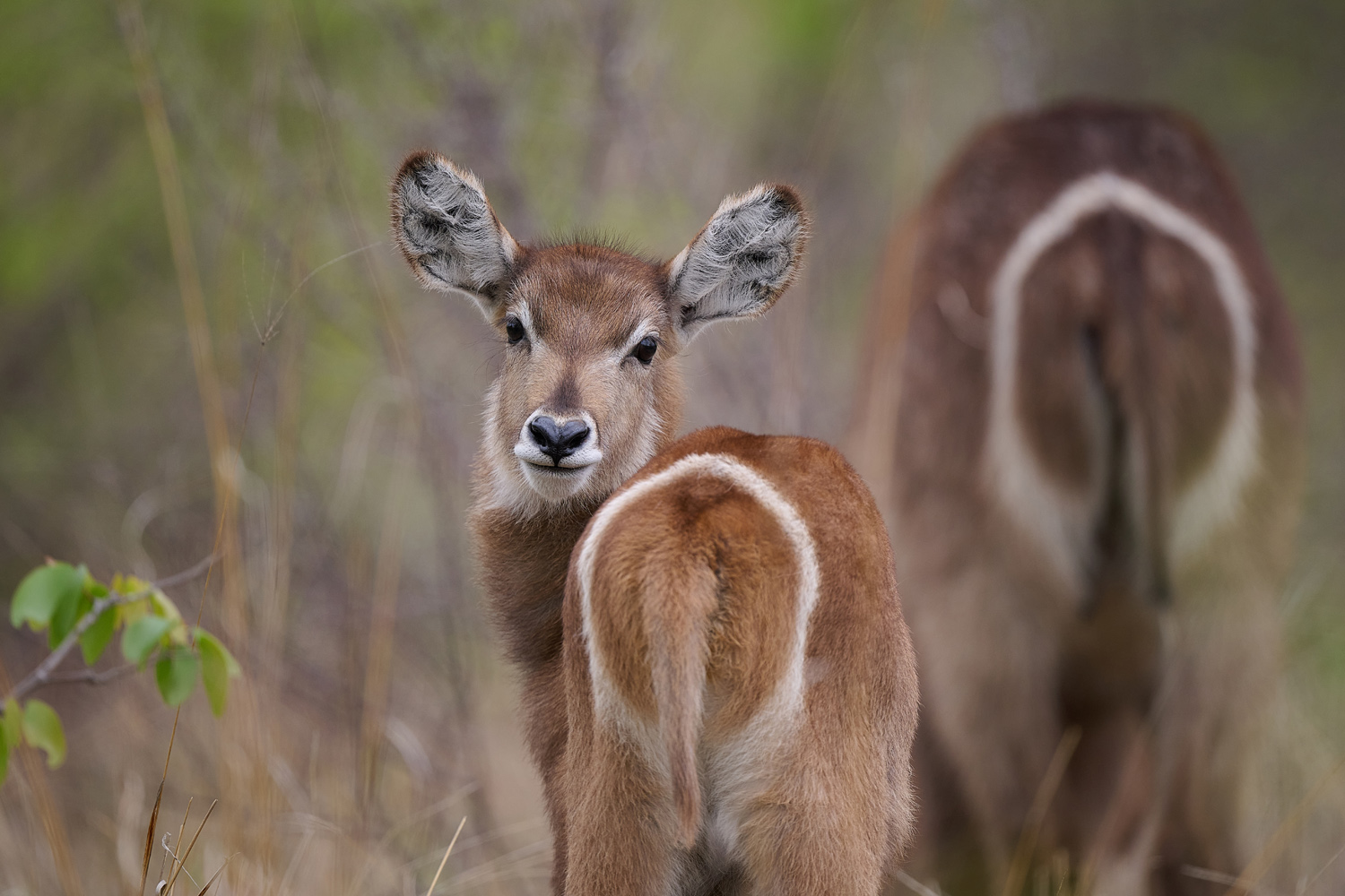 WASSERBOCK - WATERBUCK
