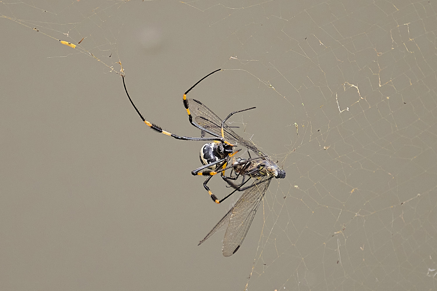 SEIDENSPINNE - GOLDEN ORB SPIDER