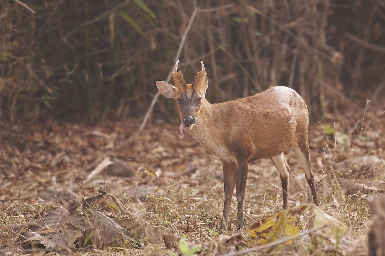 MUNTJAK - BARKING DEER