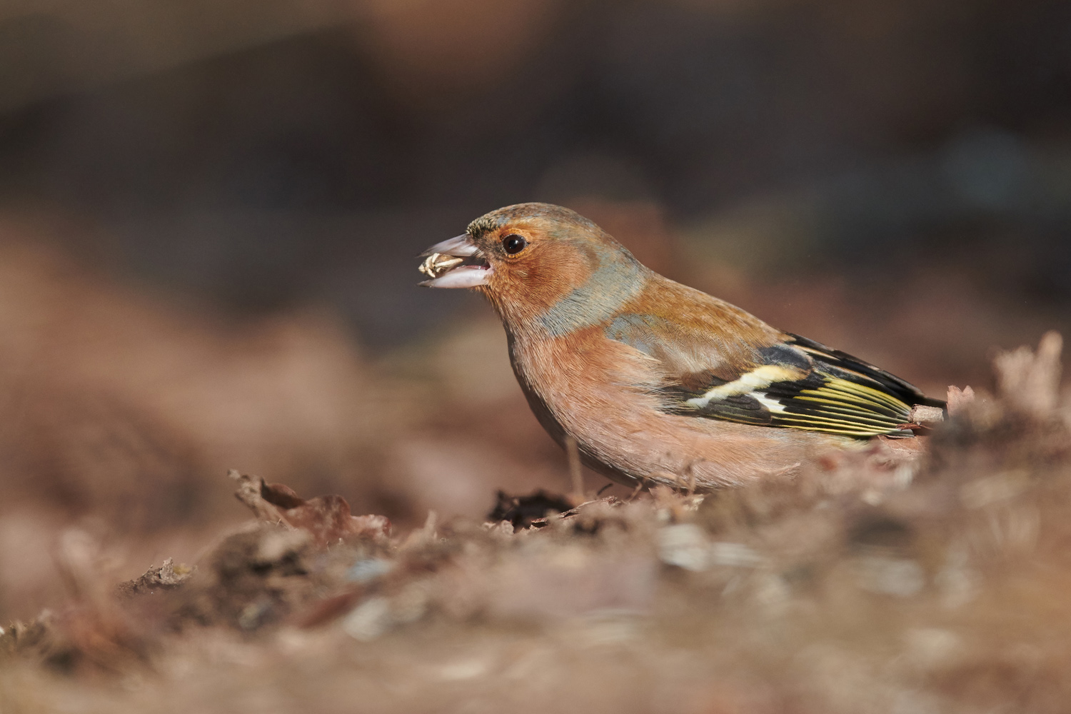 BUCHFINK – CHAFFINCH